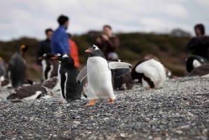 Ushuaia: Passeggiata Beagle tra i pinguini Navigazione Isla de Lobos