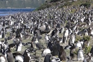 Ushuaia: Paseo Beagle entre Pingüinos Navegación Isla de Lobos