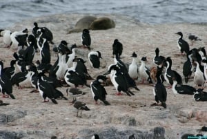 Ushuaia: Paseo Beagle entre Pingüinos Navegación Isla de Lobos