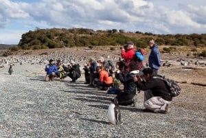 Ushuaia: Beagle-vandring blandt pingviner Navigation Isla de Lobos