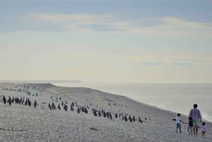 Ushuaia: Passeggiata Beagle tra i pinguini Navigazione Isla de Lobos