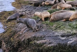 Ushuaia: Beagle wandeling tussen pinguïns Navigatie Isla de Lobos