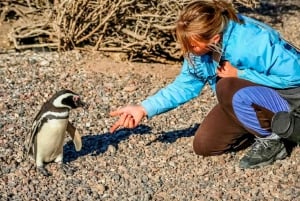 Ushuaia : Marche du Beagle parmi les pingouins Navigation Isla de Lobos