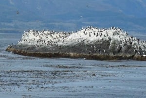 Ushuaia: Passeggiata Beagle tra i pinguini Navigazione Isla de Lobos