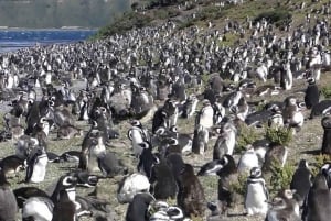 Ushuaia: Beagle Walk pingviinien keskellä Navigointi Isla de Lobosilla