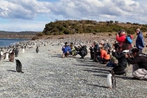 Ushuaia: Passeggiata Beagle tra i pinguini Navigazione Isla de Lobos