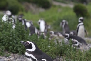 Ushuaia: Beagle-vandring bland pingviner Navigation Isla de Lobos