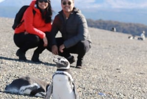 Ushuaia: Beagle-Wanderung zwischen Pinguinen Navigation Isla de Lobos