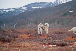 Ushuaia: Complete Husky Experience + Buoy Park with Transfer