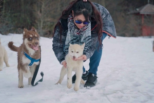 Ushuaia: Complete Husky Experience + Buoy Park with Transfer