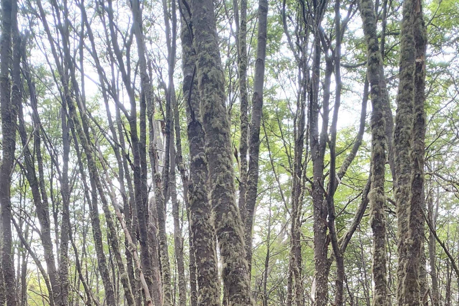 Ushuaia: Passeio de trekking na LAGOA ESMERALDA
