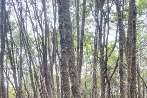 Ushuaia: Passeio de trekking na LAGOA ESMERALDA