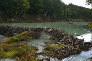 Ushuaia: wycieczka piesza po lagunie Esmeralda z lunchem i napojami