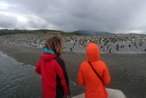 Ushuaia: wyspa szczytowa i kolonia pingwinów z kajakiem