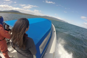 Ushuaia: Ilha Gable e Colónia de Pinguins com Canoagem