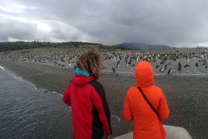 Ushuaia: Ilha Gable e Colónia de Pinguins com Canoagem