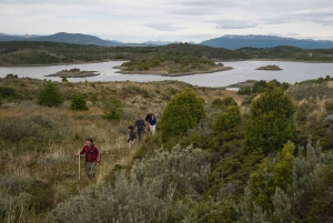 Ushuaia: Ilha Gable e Colónia de Pinguins com Canoagem