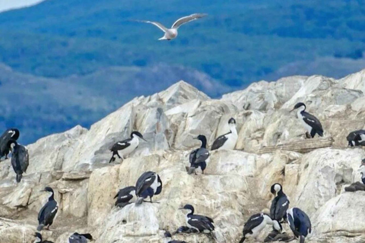 Ushuaia: Halvdagsutflykt till Isla de Lobos och Pinguinera