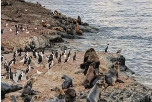 Ushuaia: Excursão de meio dia à Isla de Lobos e Pinguinera