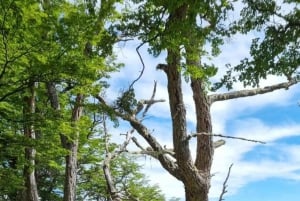 4x4 Ushuaia Aventura: Lagos Escondido y Fagnano.