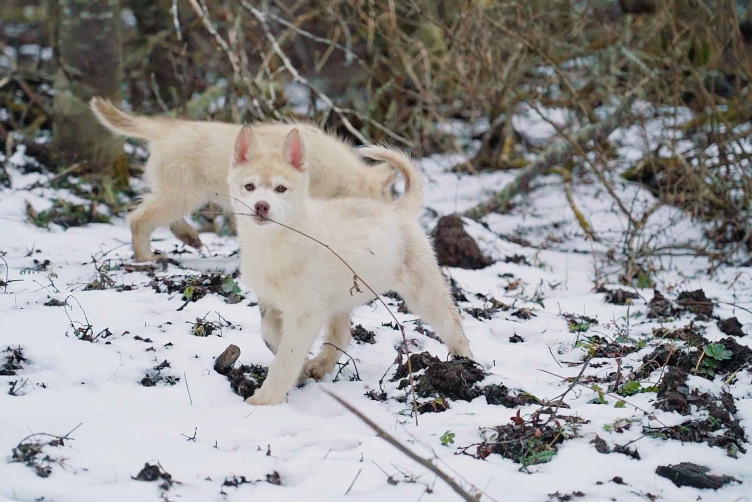 Ushuaia: Trekking Husky com Transfer