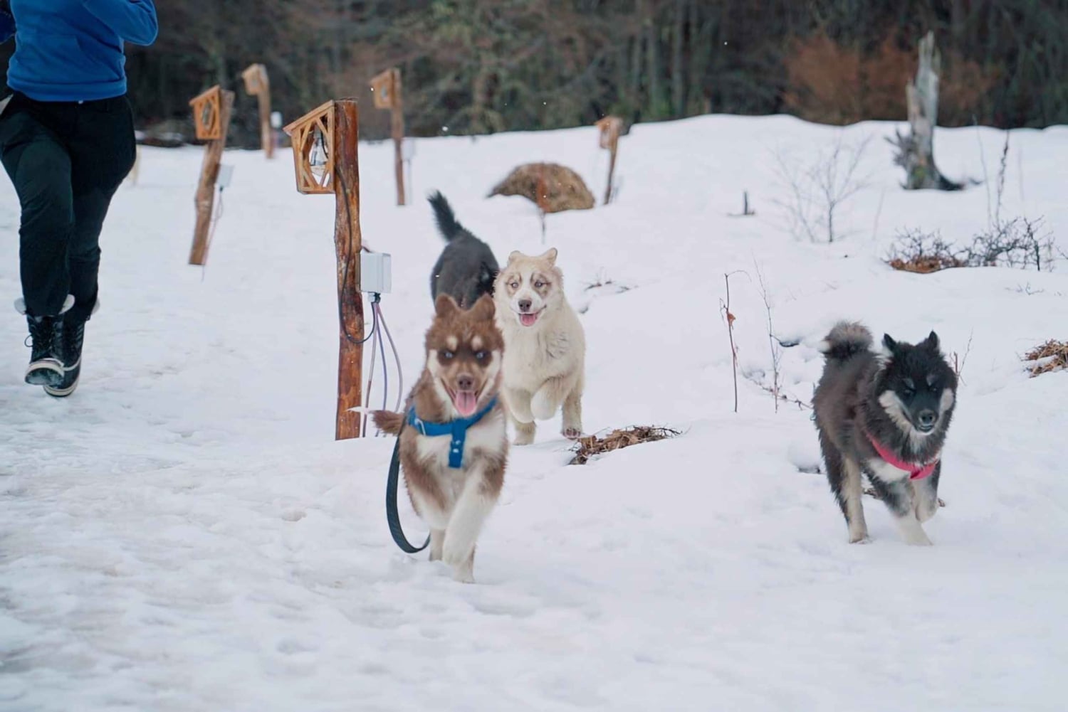 Ushuaia: Trekking Husky com Transfer