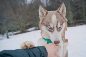 Ushuaia: Husky-Trekking mit Transfer