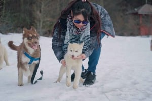 Ushuaia: Husky-Trekking mit Transfer