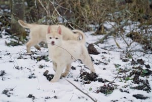 Ushuaia: Trekking Husky com Transfer