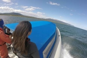 Ushuaia Kayak: Isla Gable y Pingüinera con Almuerzo