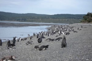 Ushuaia Kayak: Isola di Gable e Colonia dei Pinguini con Pranzo