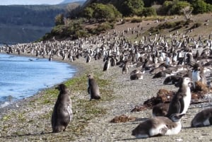 Ushuaia Kayak: Isola di Gable e Colonia dei Pinguini con Pranzo