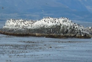 Ushuaia: tour di un giorno all'isola Martillo - Passeggiata tra i pinguini