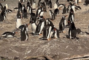 Ushuaia: tour di un giorno all'isola Martillo - Passeggiata tra i pinguini