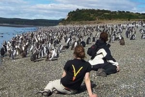 Ushuaia: tour di un giorno all'isola Martillo - Passeggiata tra i pinguini