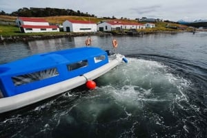 Ushuaia: tour di un giorno all'isola Martillo - Passeggiata tra i pinguini