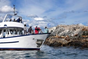 Ushuaia: tour di un giorno all'isola Martillo - Passeggiata tra i pinguini