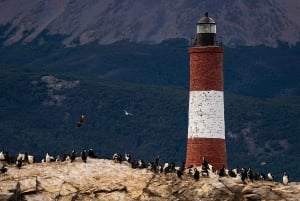 Ushuaia: tour di un giorno all'isola Martillo - Passeggiata tra i pinguini