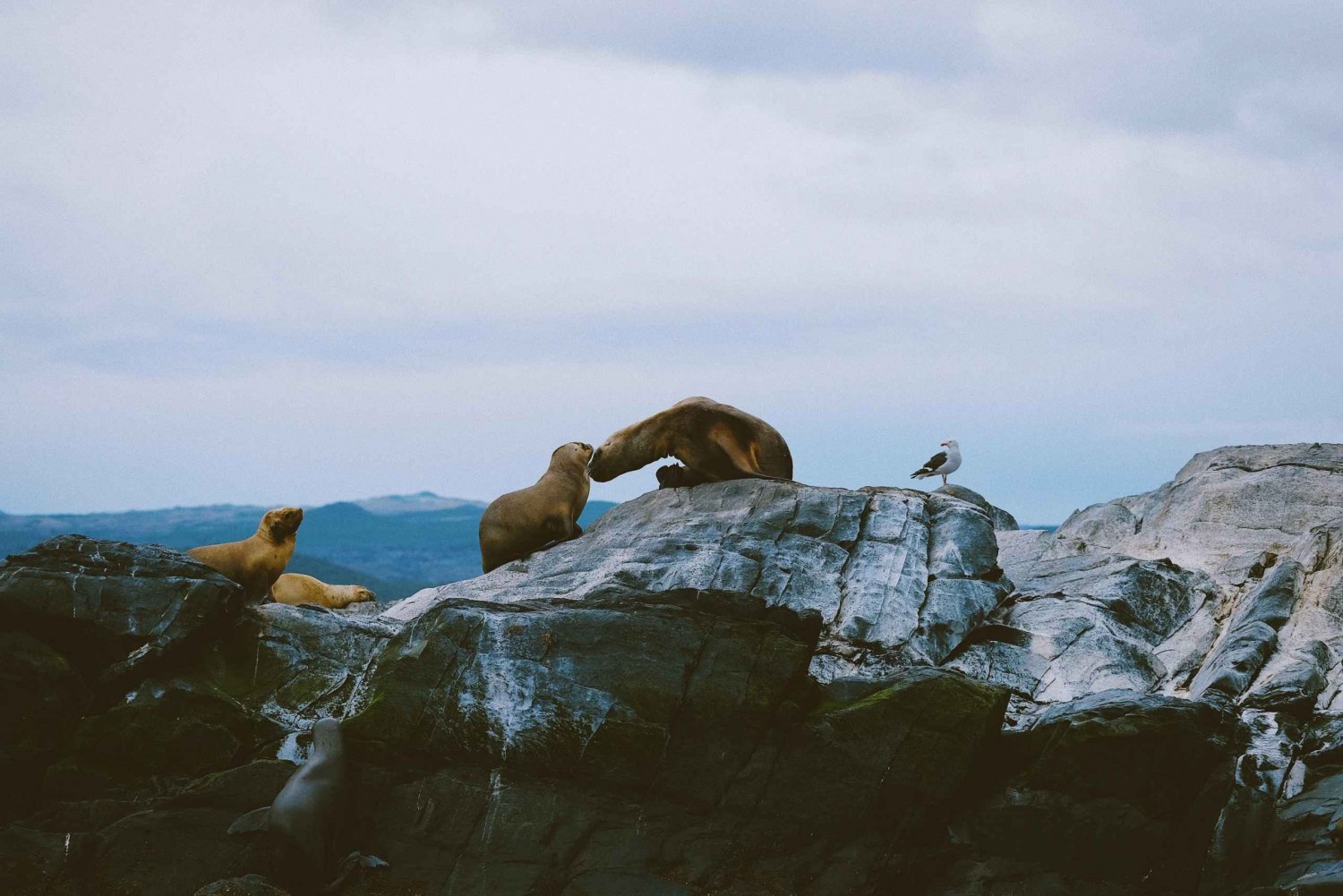 USHUAIA | Navigation : Lions de mer, oiseaux et phare