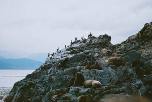 USHUAIA | Navigation : Lions de mer, oiseaux et phare