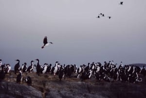 USHUAIA | Navigation : Lions de mer, oiseaux et phare