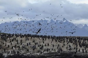 Ushuaia: Penguin Watching Tour by Catamaran