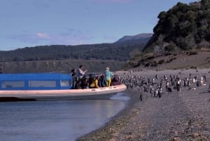 Ushuaia: Penguins Watching Tour by boats from Puerto Almanza