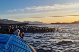 Ushuaia: Penguins Watching Tour by boats from Puerto Almanza