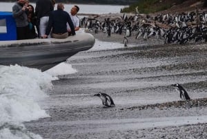 Ushuaia: Penguins Watching Tour by boats from Puerto Almanza