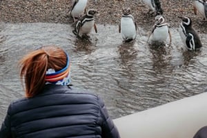 Ushuaia: Penguins Watching Tour by boats from Puerto Almanza