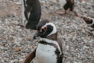 Ushuaia: Penguins Watching Tour by boats from Puerto Almanza