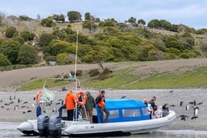 Ushuaia: Penguins Watching Tour by boats from Puerto Almanza