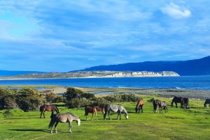 Ushuaia: Excursão a Puerto Almanza e Punta Paraná com jantar