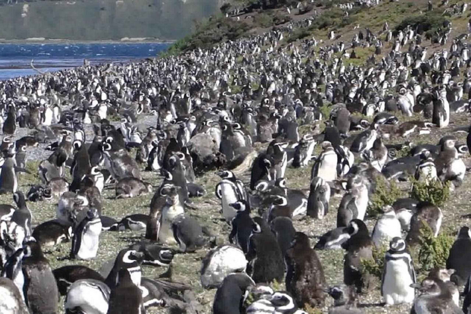Ushuaia: Zeil door het Beagle-kanaal naar de pinguïnkolonie
